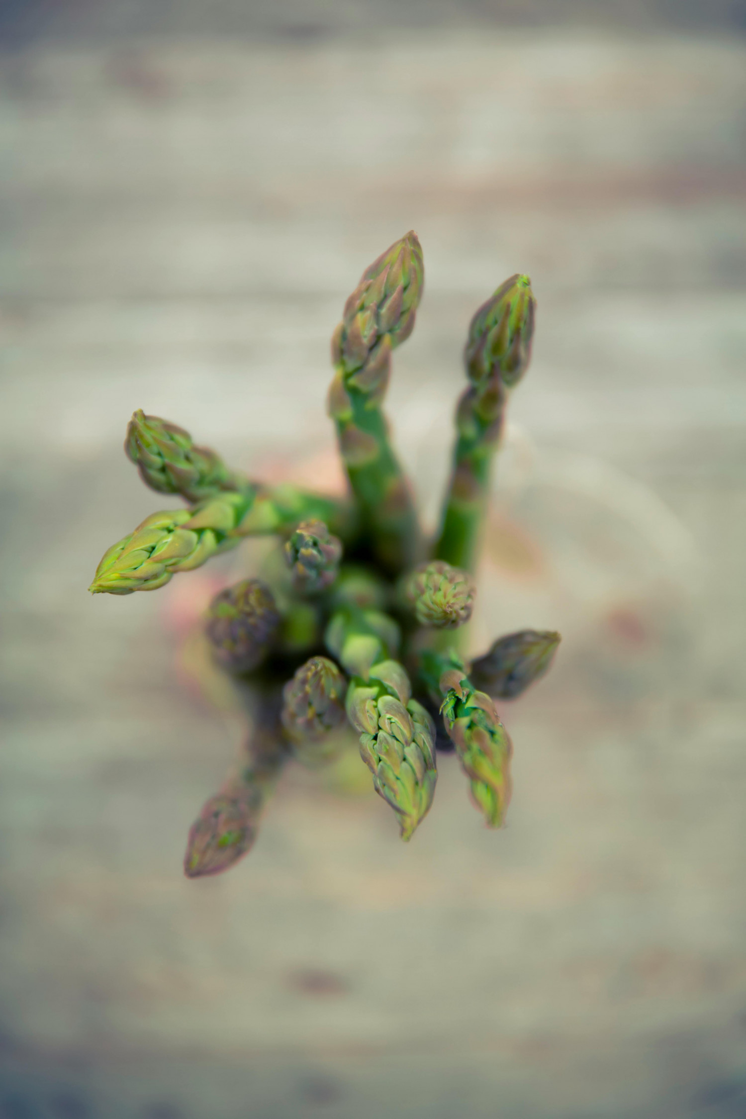 Spargel